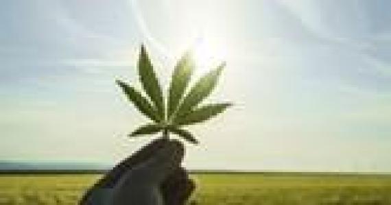 cannabis